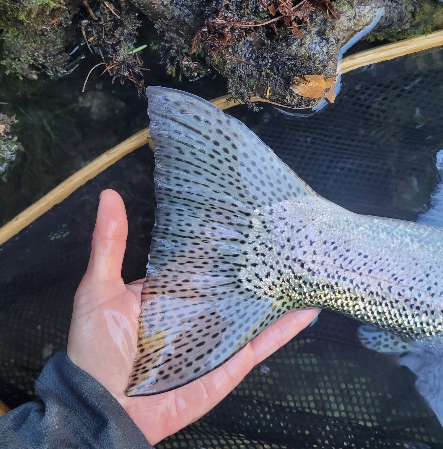 RAISING GHOSTS | Dry Fly Fishing for Steelhead