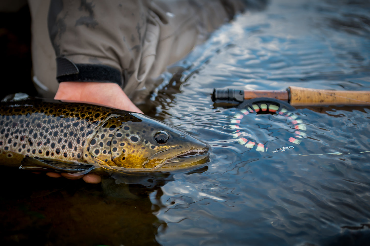 Stone fly hatches in the middle of Winter