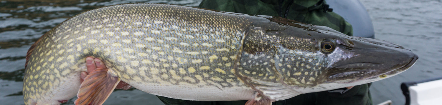 Pike & Musky