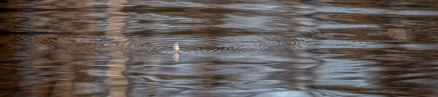 Vision Tippets & Leaders