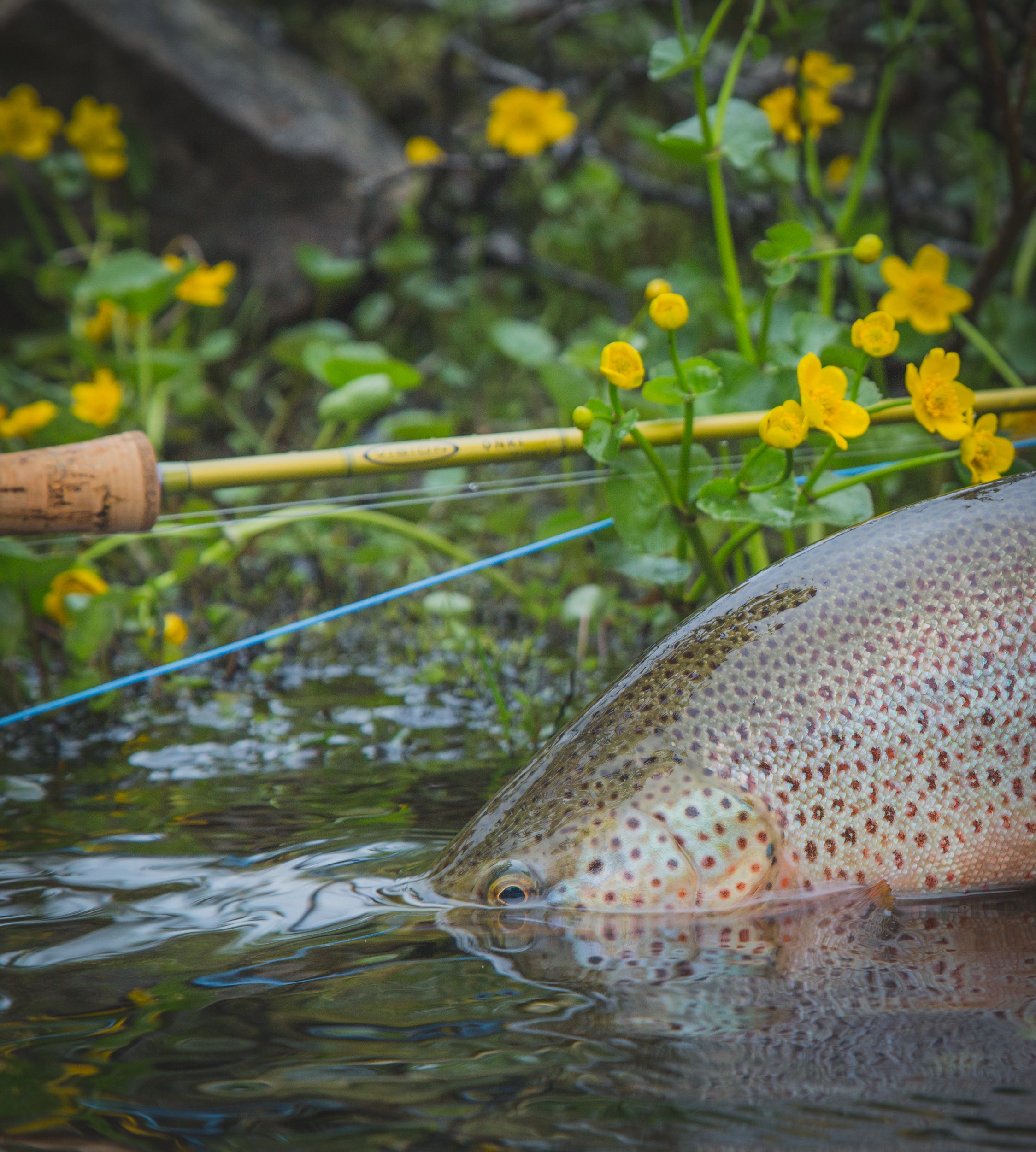 Onki Fly Rod – Vision Fly Fishing Onki Fly Rod – Vision Fly Fishing